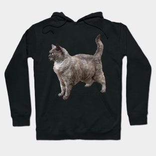 Selkirk Rex Cat Hoodie